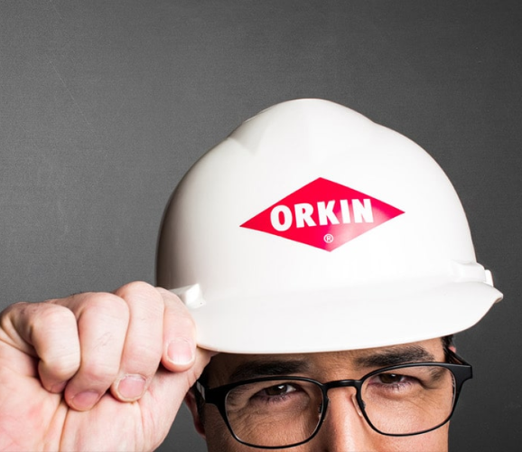 London Pest Control Services From Albany Pest Control Orkin UK