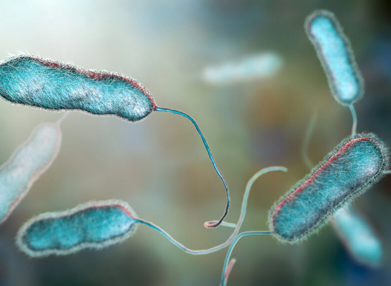 legionella bacteria