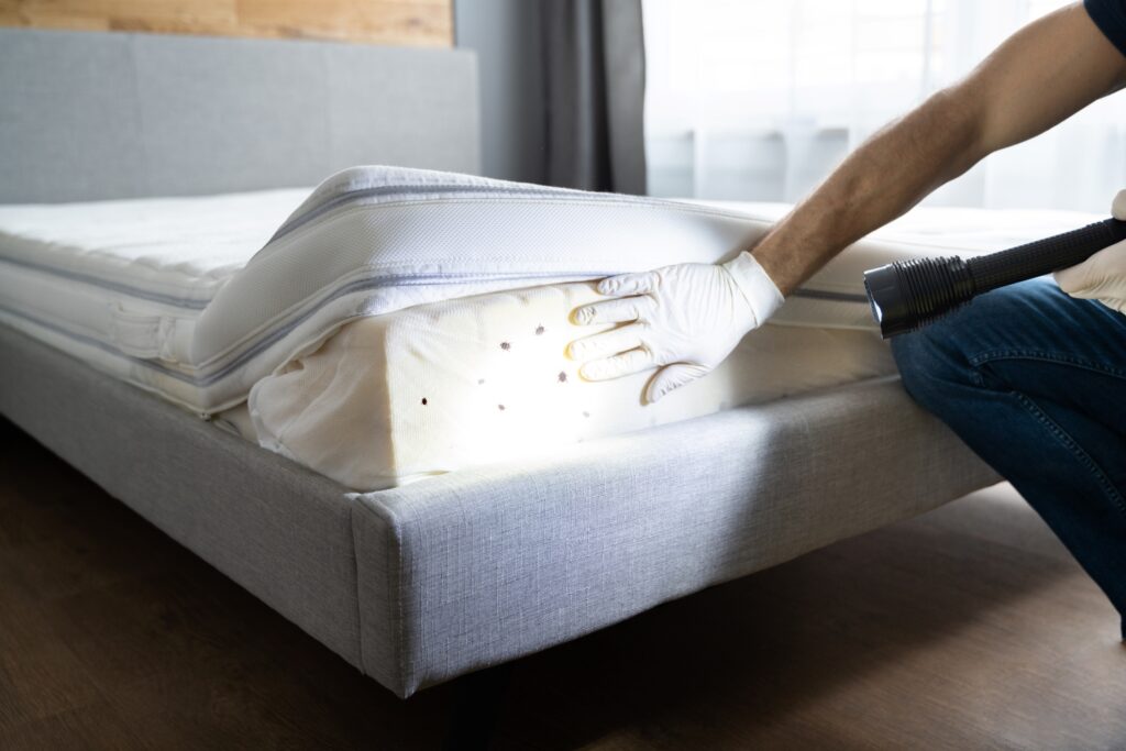 Bed with bed bugs