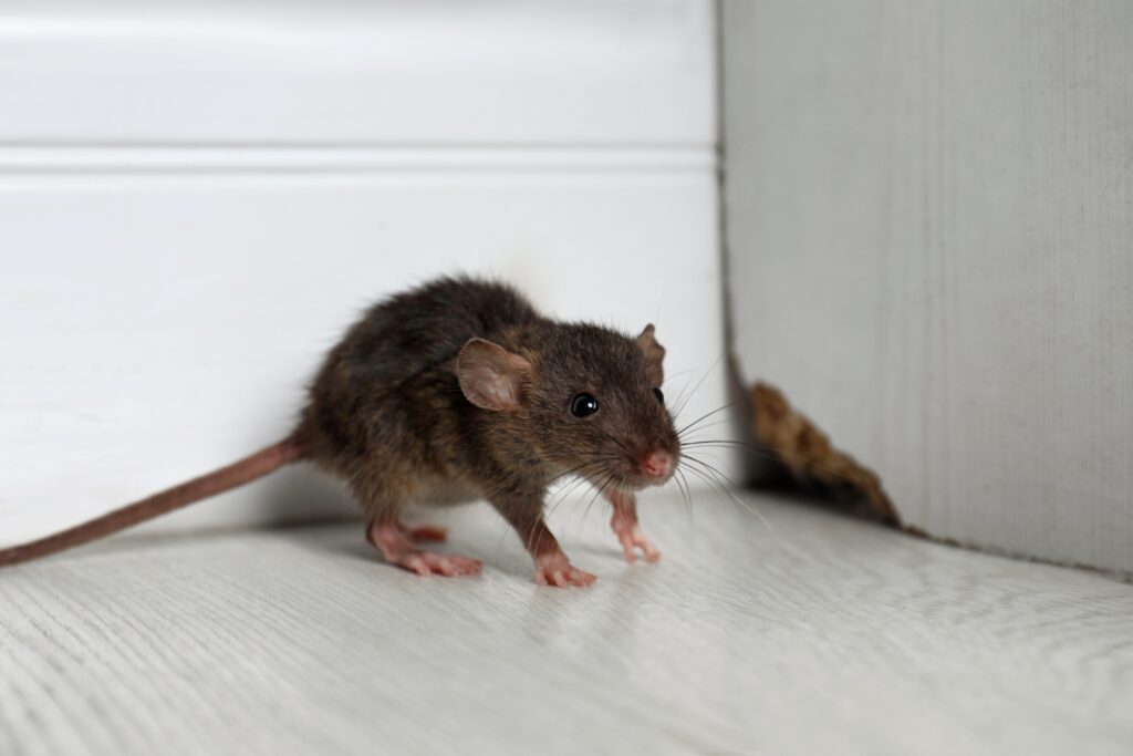 rat in house