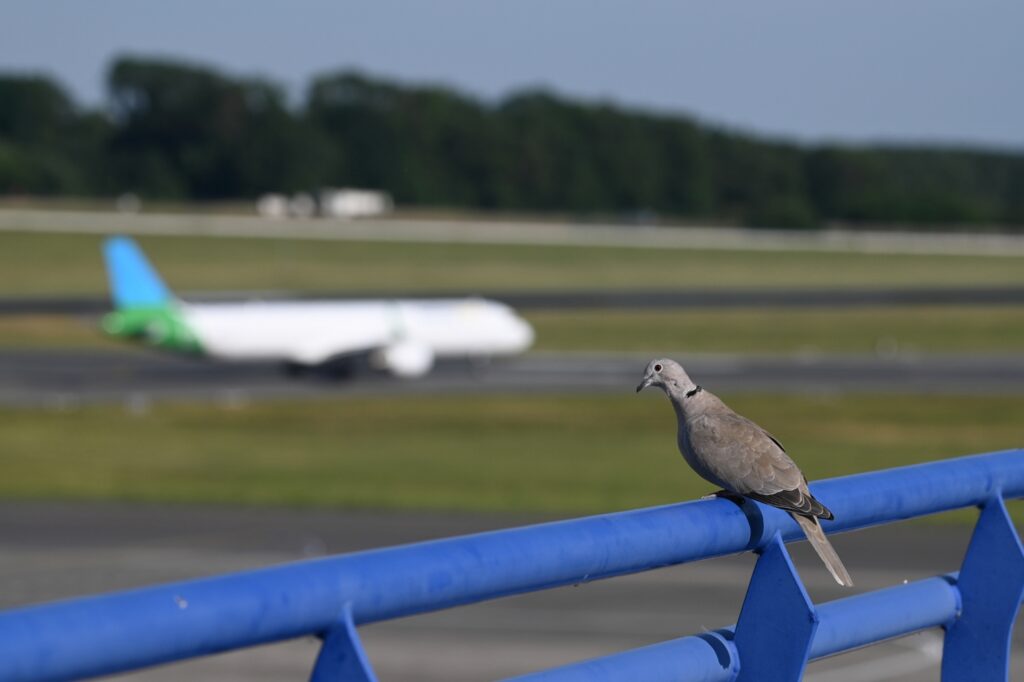 Bird with airport and plane in background