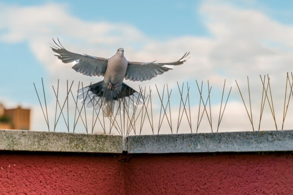 Bird flying over bird spikes