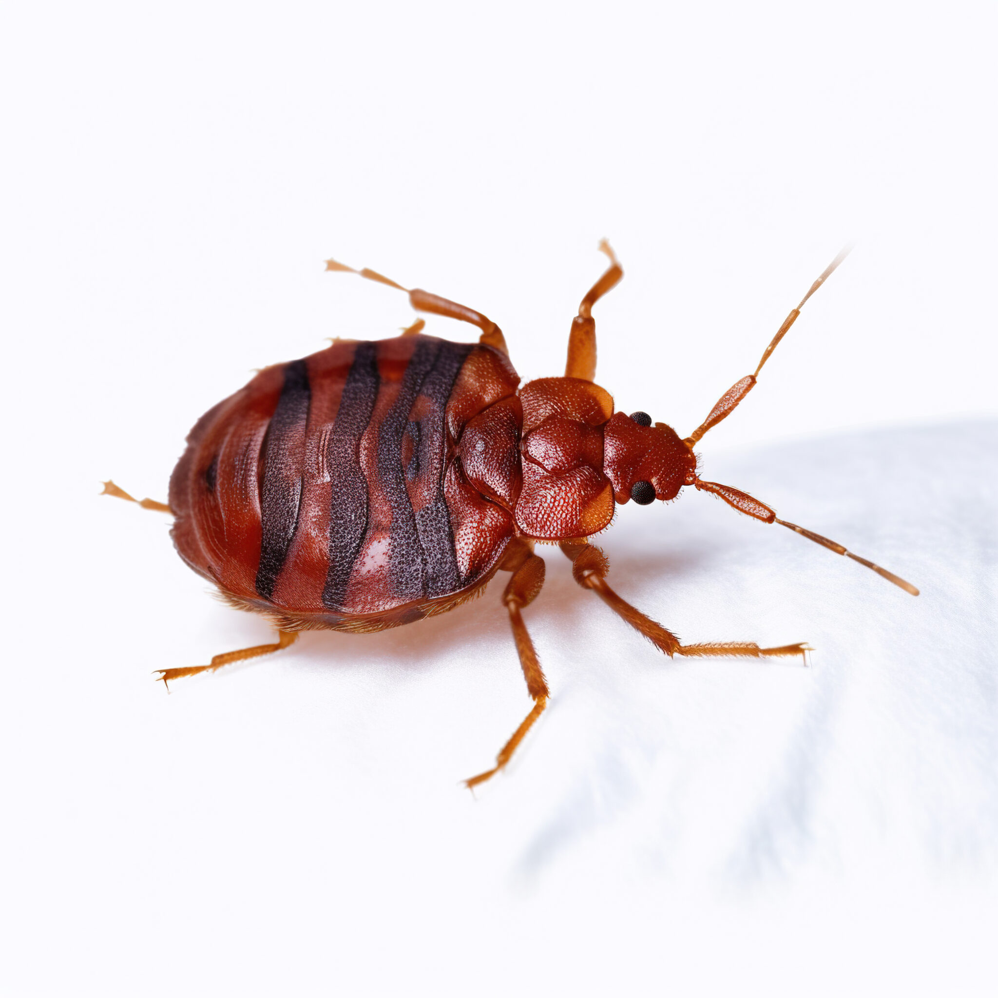 Curated visual reference: Safe And Effective Bed Bug Removal Methods For Homes Reference: Bed Bug Pest Control Effective Solutions For Homes Businesses